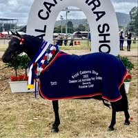 Brigadoon Park Australian Ponies