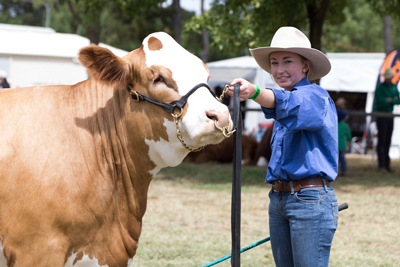 A Fleckvieh Cow and her handler at the 2017 ActewAGL Royal Canberra Show