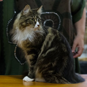 A competitor from the 2016 ActewAGL Royal Canberra Cat Show