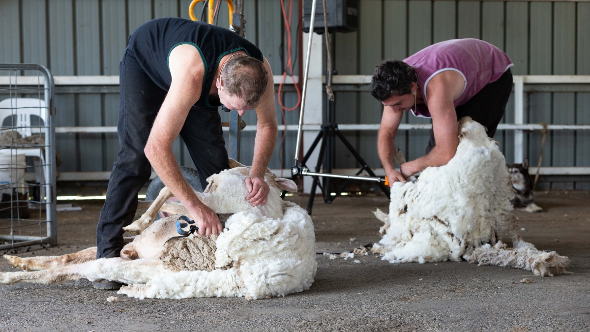 this is an image of sheep shearers shearing a sheep at a previous Royal Canberra Show